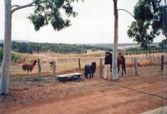 Safari Busselton 1994_0194_a.jpg